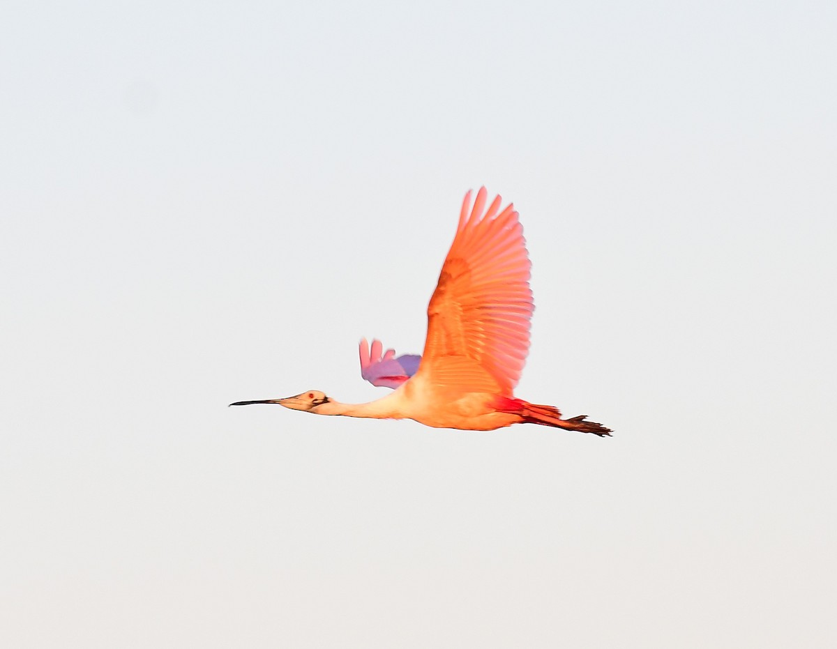 Pembe Kaşıkçı - ML632485444
