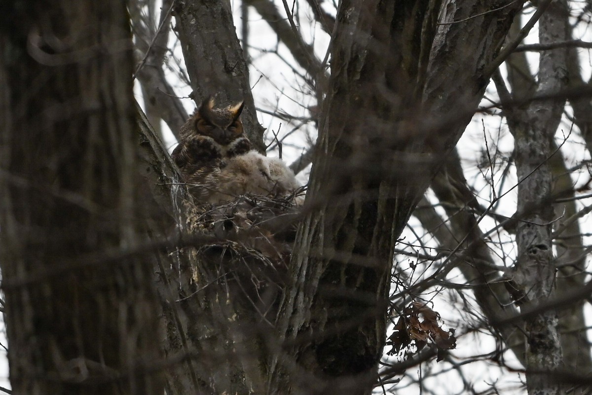 Great Horned Owl - ML632485531