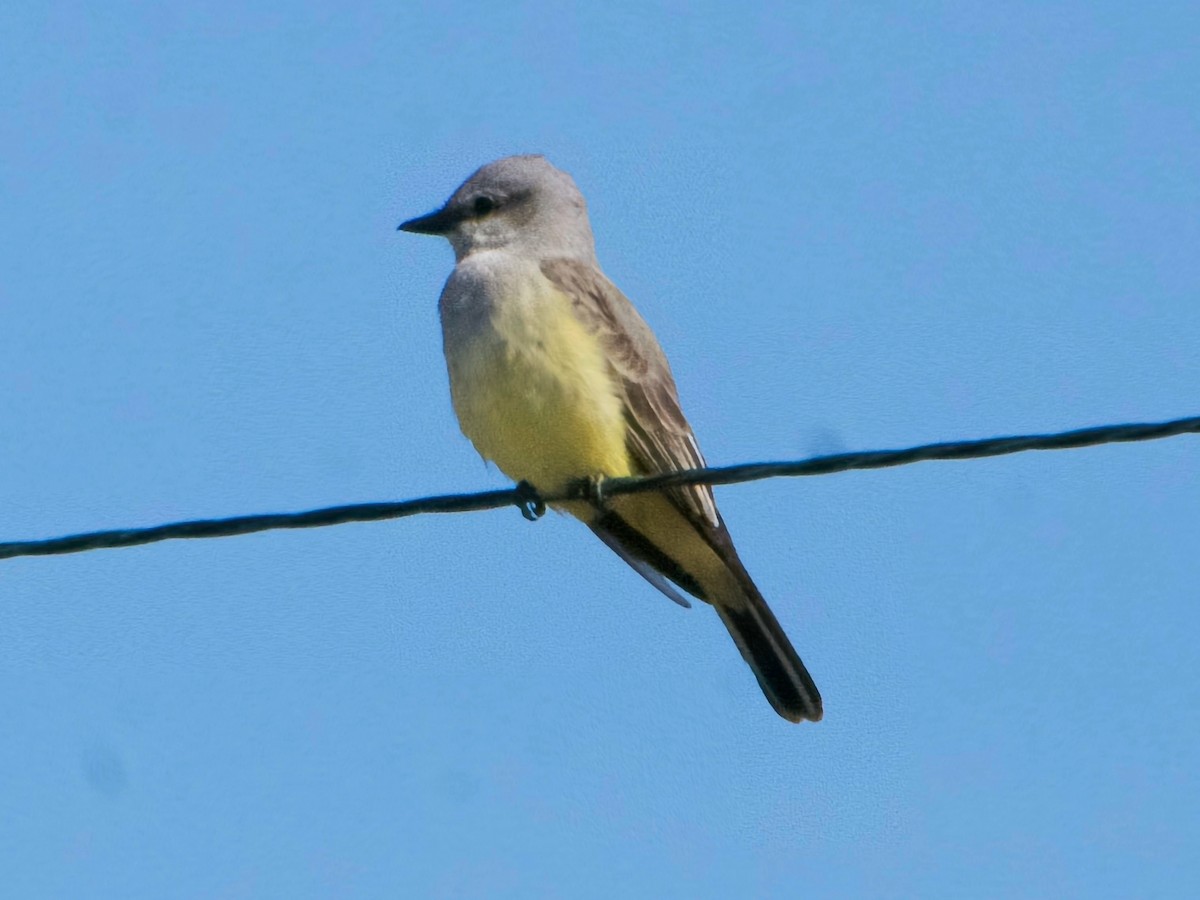 Western Kingbird - ML632485592