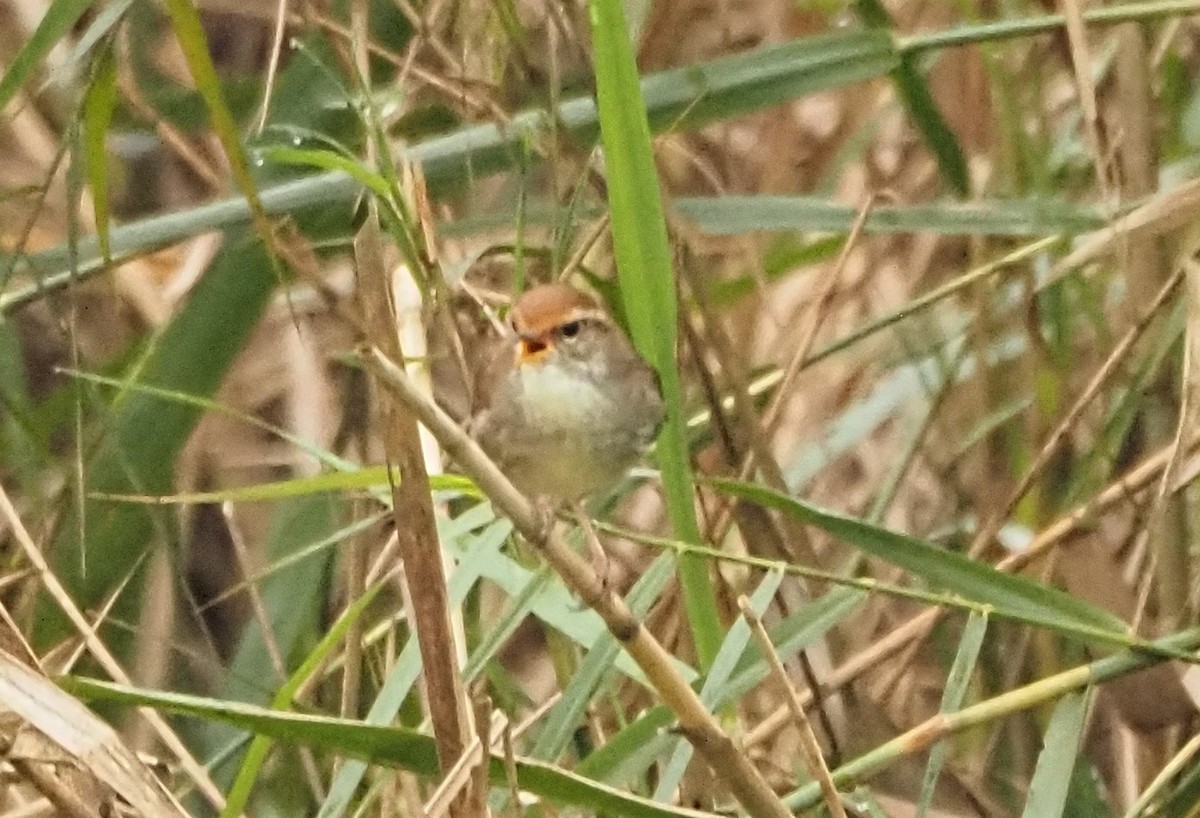 Chestnut-crowned Bush Warbler - ML632485623