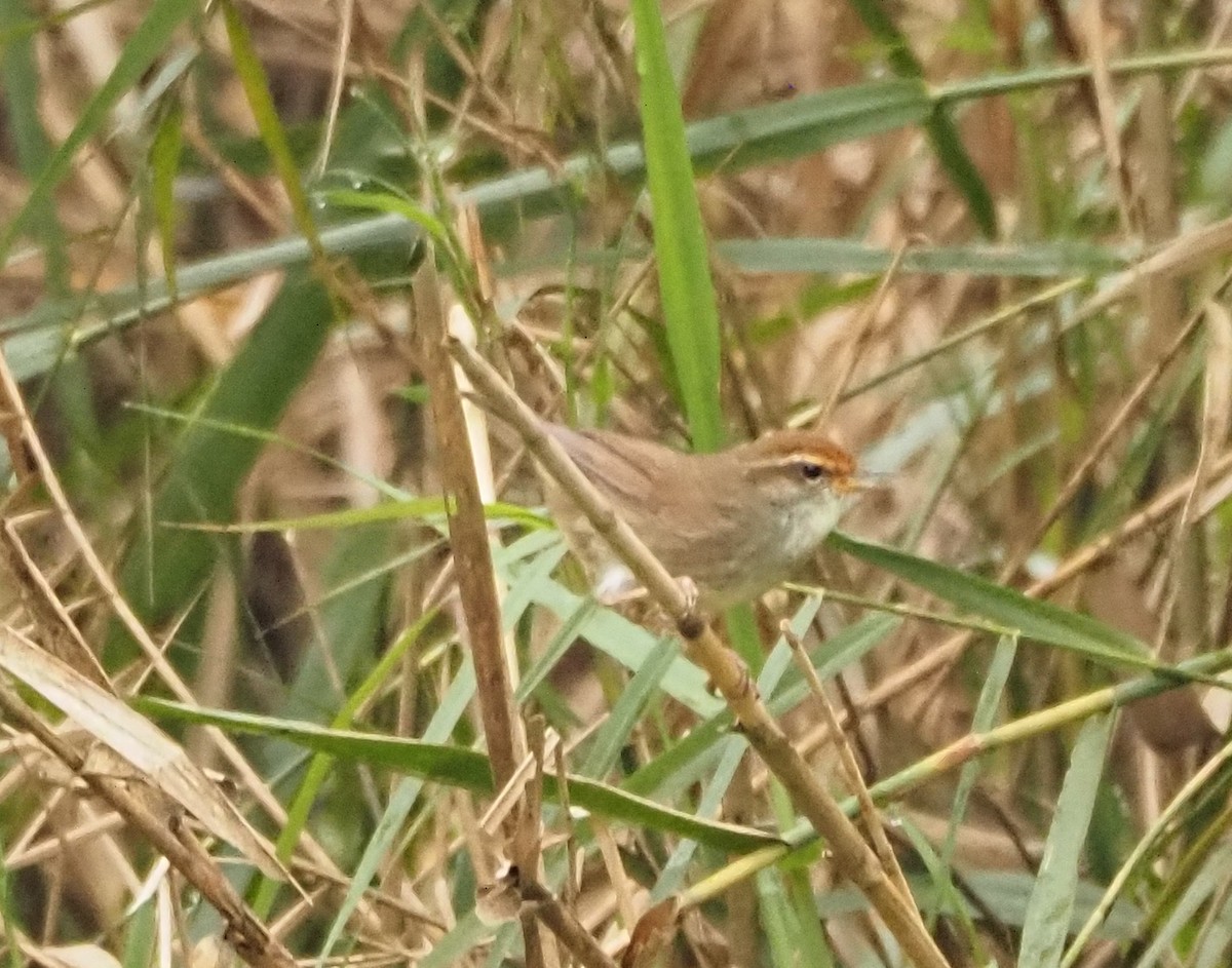 Chestnut-crowned Bush Warbler - ML632485630