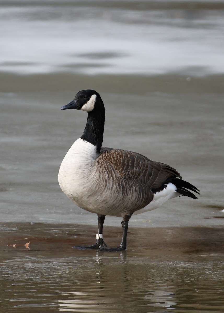 Canada Goose - ML632485726