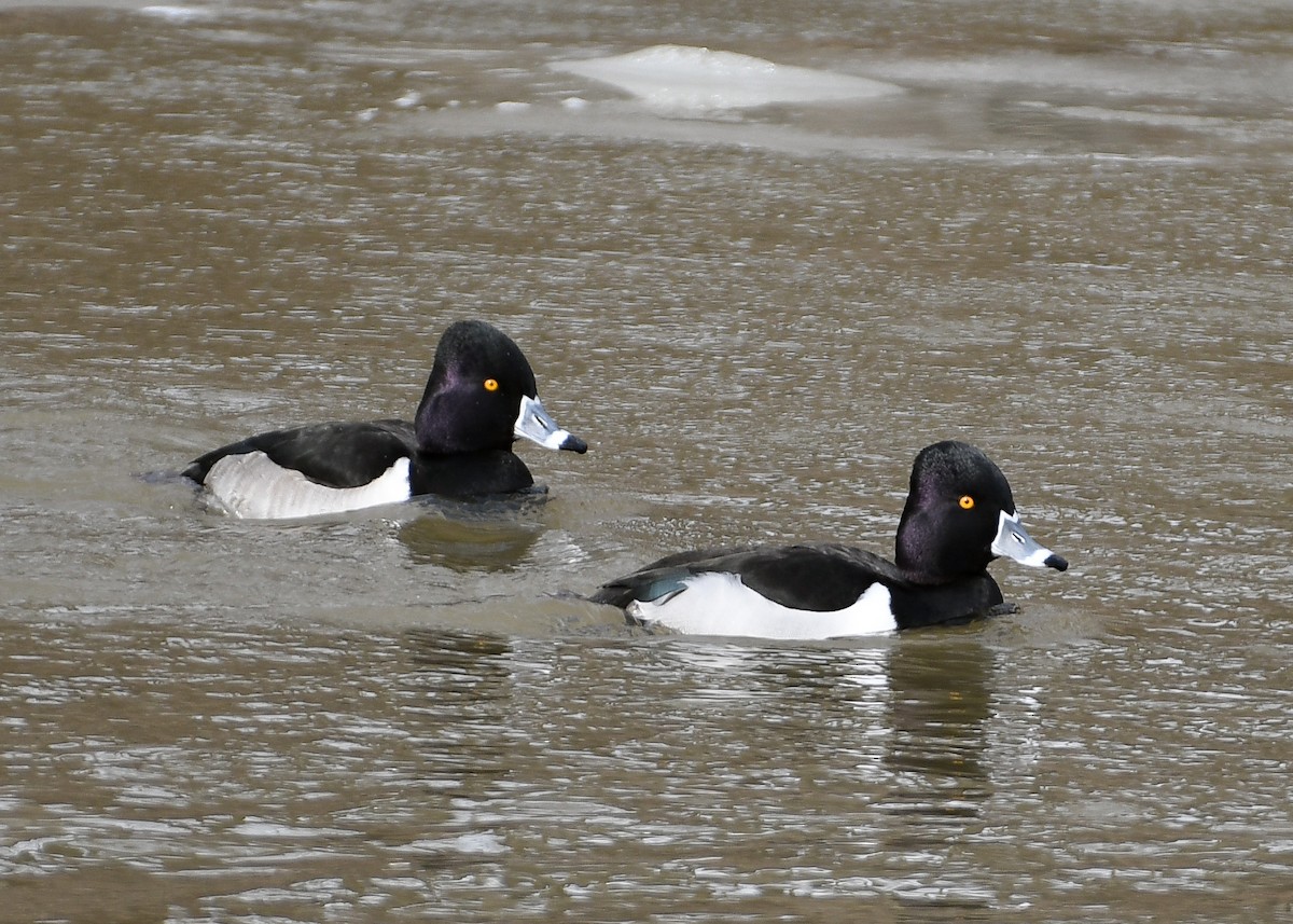 Ring-necked Duck - ML632485749