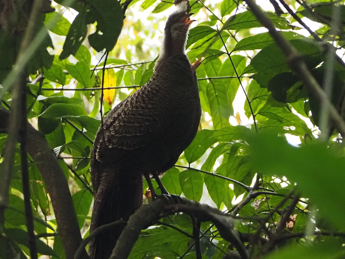 Gray Peacock-Pheasant - ML632485827