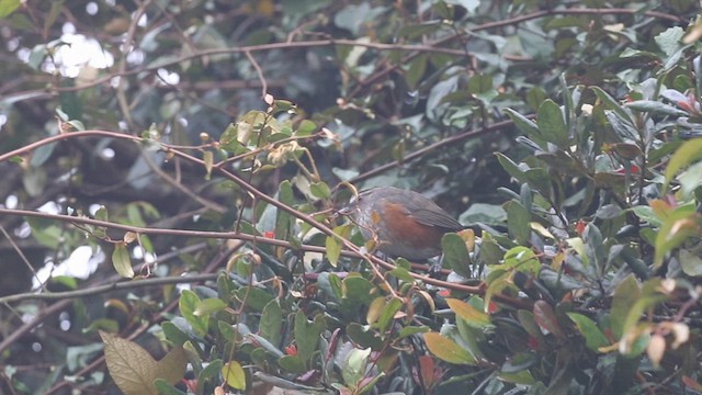 Ashambu Laughingthrush - ML632485850