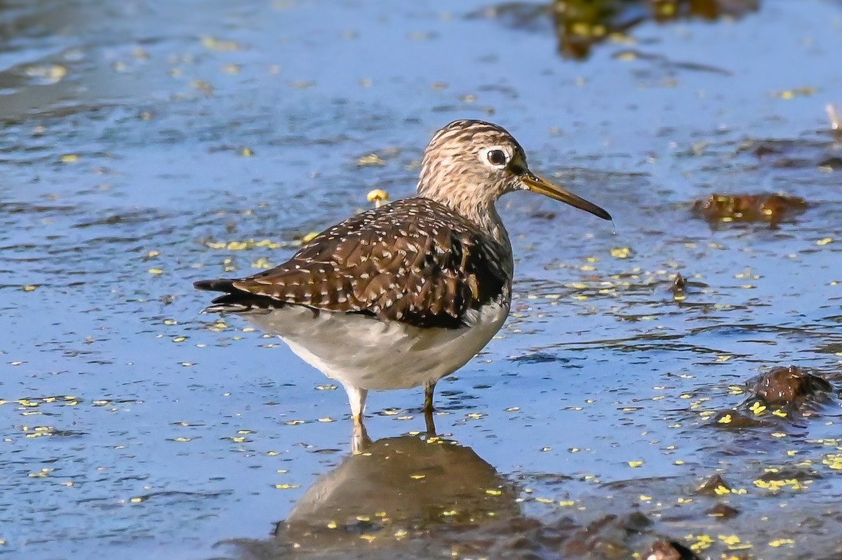 Solitary Sandpiper - ML632485895