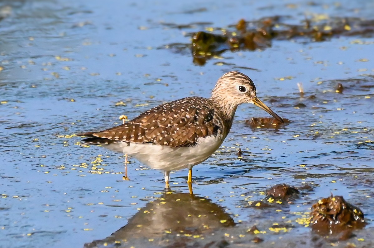 Solitary Sandpiper - ML632485896