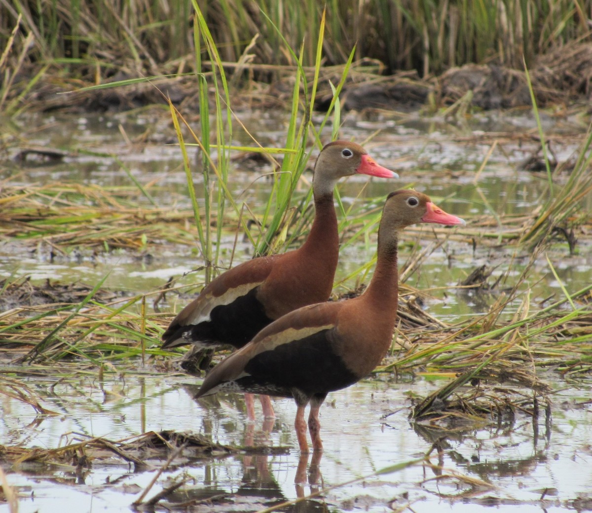 Black-bellied Whistling-Duck - Jim Zook