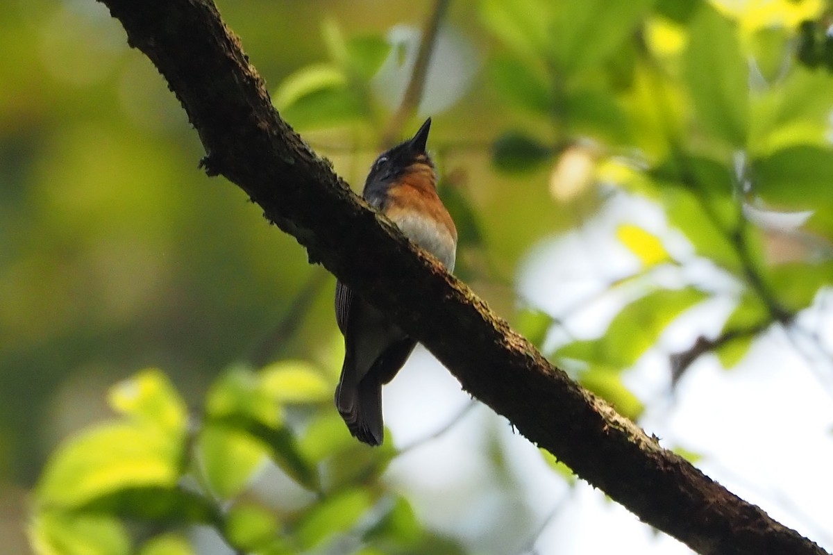 Blue-throated Flycatcher - ML632485927