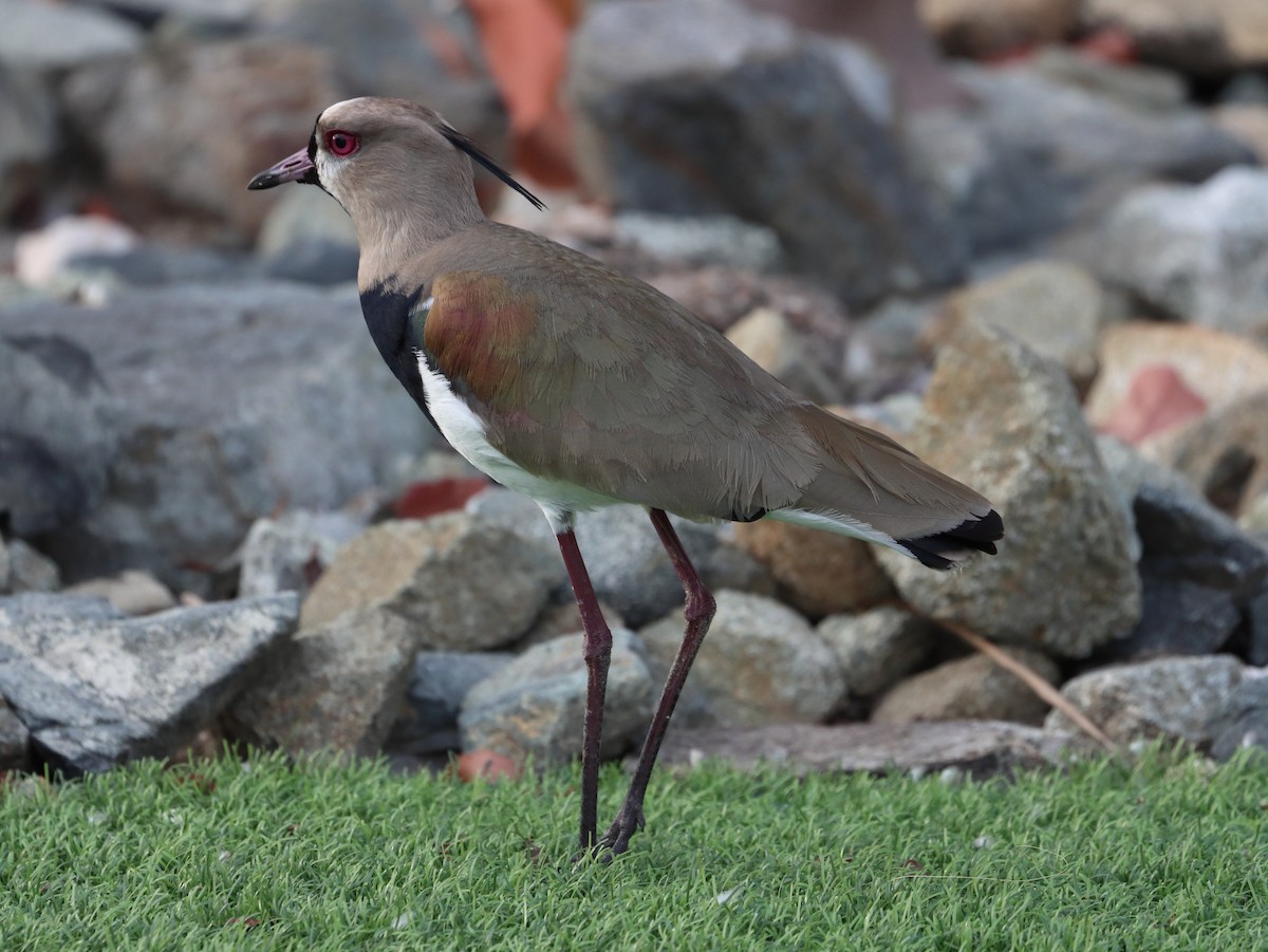 Чайка чилійська - ML632485961