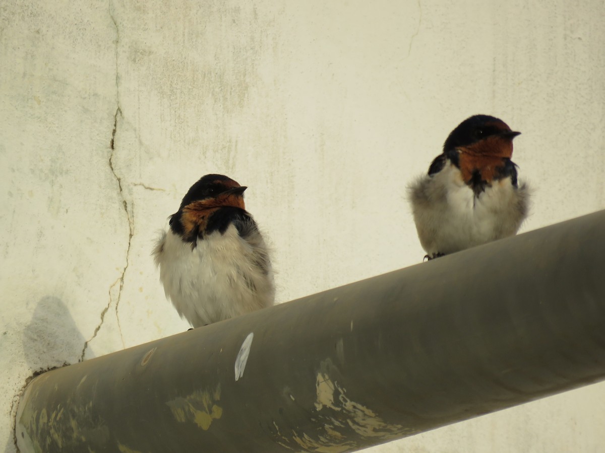 Red-chested Swallow - ML632486020