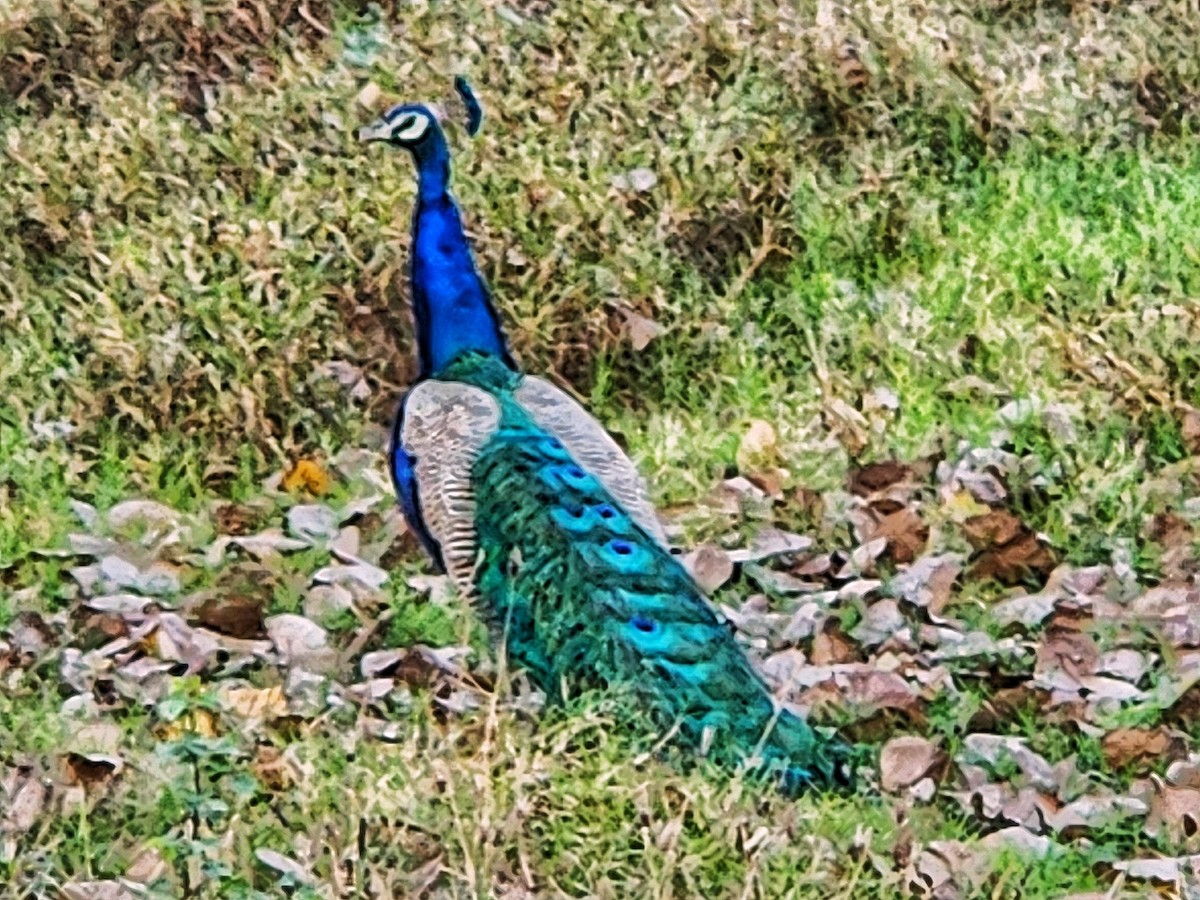Indian Peafowl - ML632486051