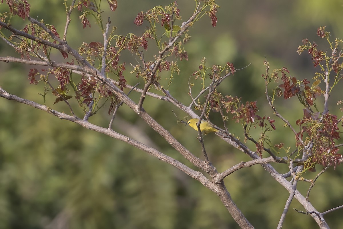 Forest White-eye - ML632486075