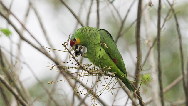 Red-lored Amazon - ML632486086