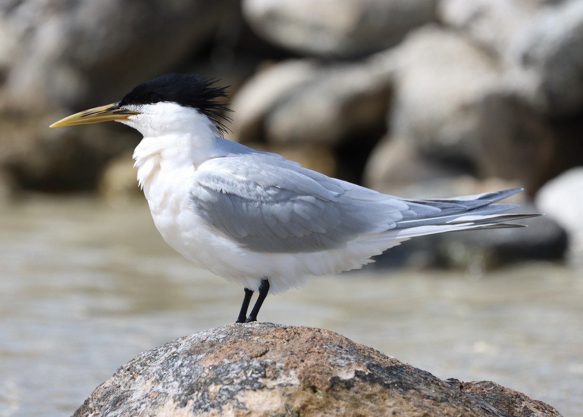 Крячок рябодзьобий (підвид eurygnathus) - ML632486114