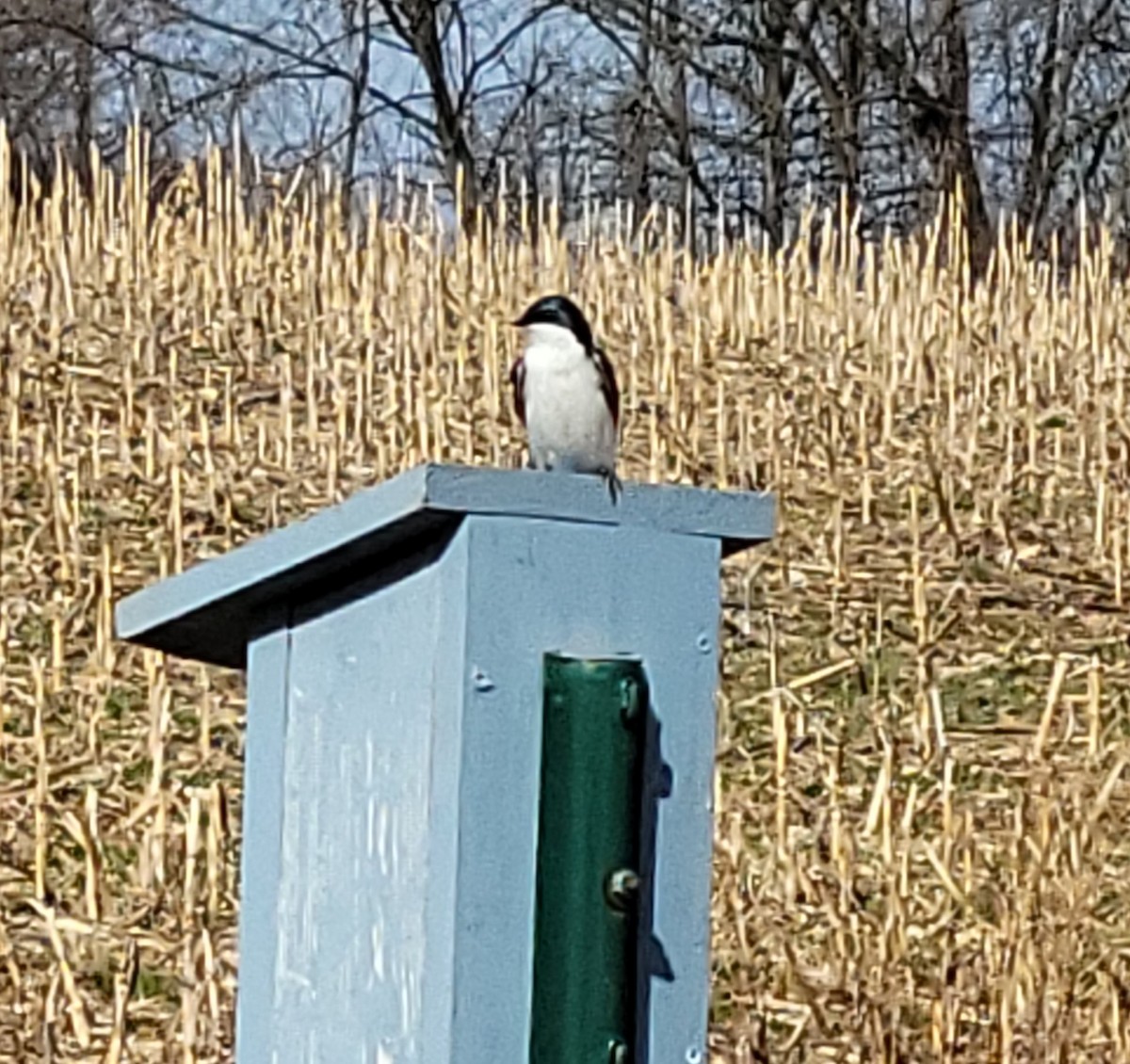 Tree Swallow - ML632486149