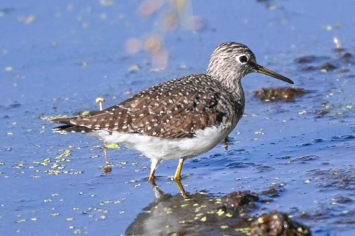 Solitary Sandpiper - ML632486163