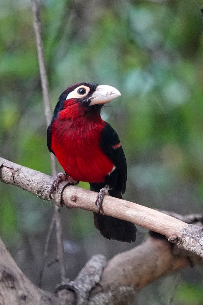 Dişli Barbet - ML632486249