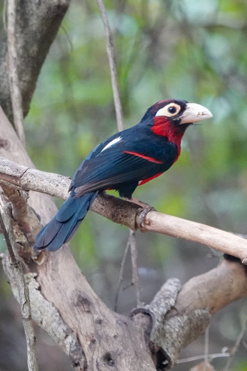 Dişli Barbet - ML632486250