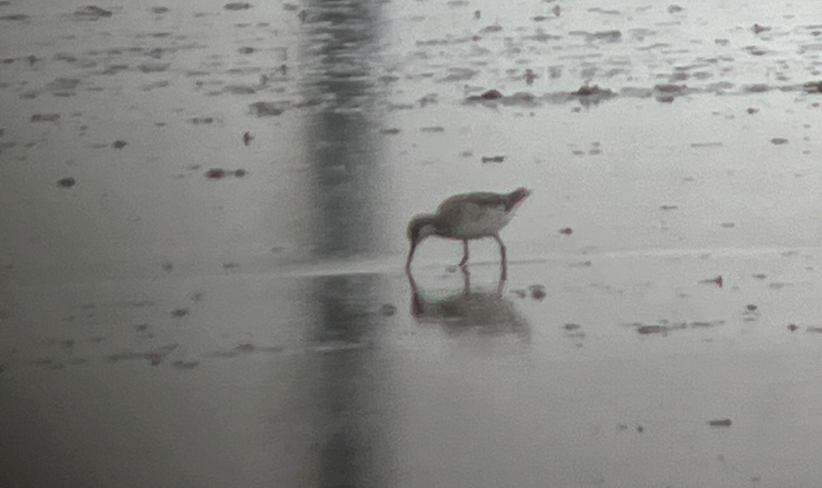 Wilson's Phalarope - ML632486394