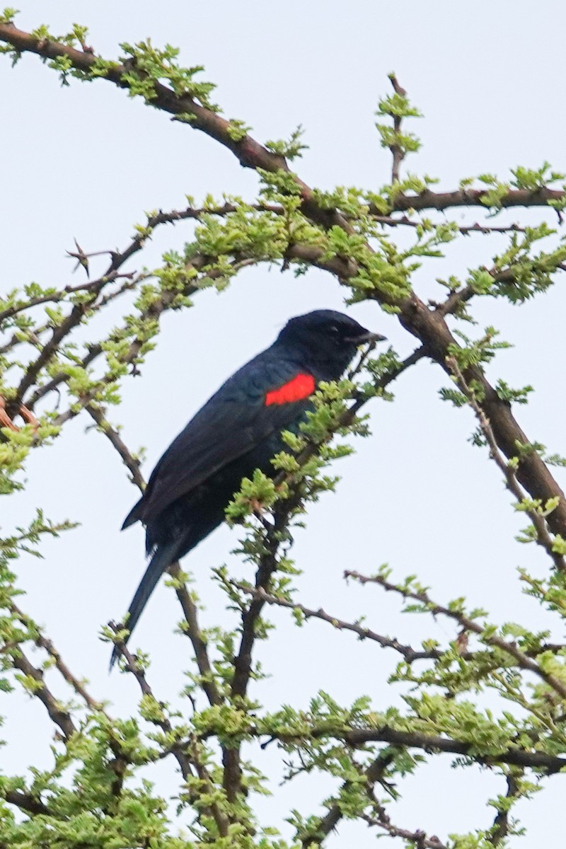Red-shouldered Cuckooshrike - ML632486435