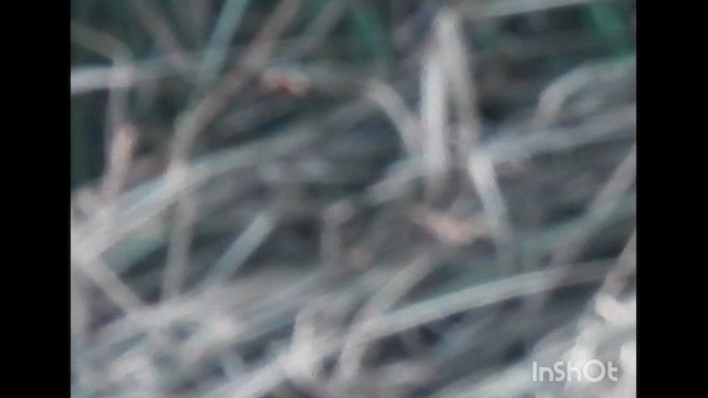 Pallas's Grasshopper Warbler - ML632486438