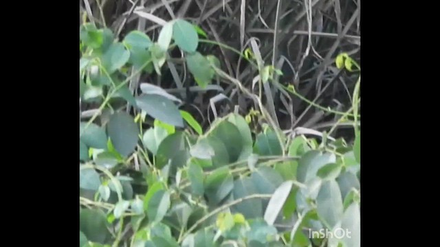 Pallas's Grasshopper Warbler - ML632486444