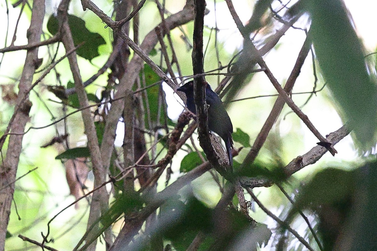 Sharpe's Drongo (Western) - ML632486513