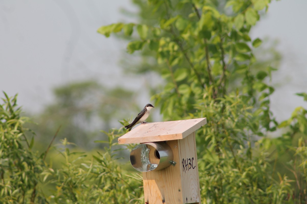 Tree Swallow - ML632486529