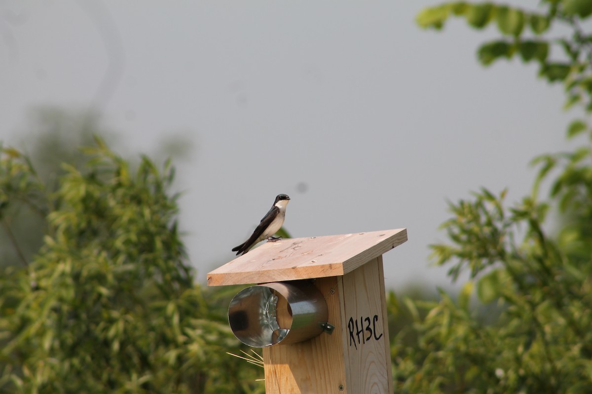 Tree Swallow - ML632486531