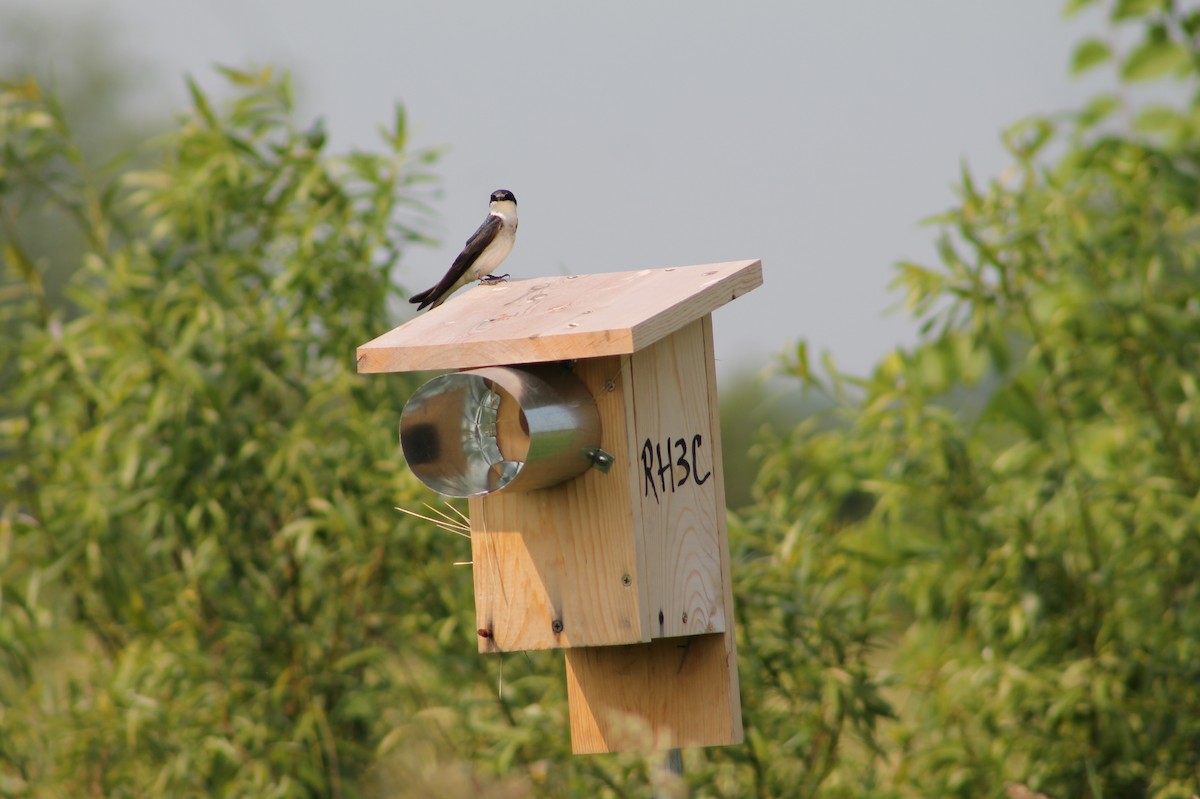 Tree Swallow - ML632486532