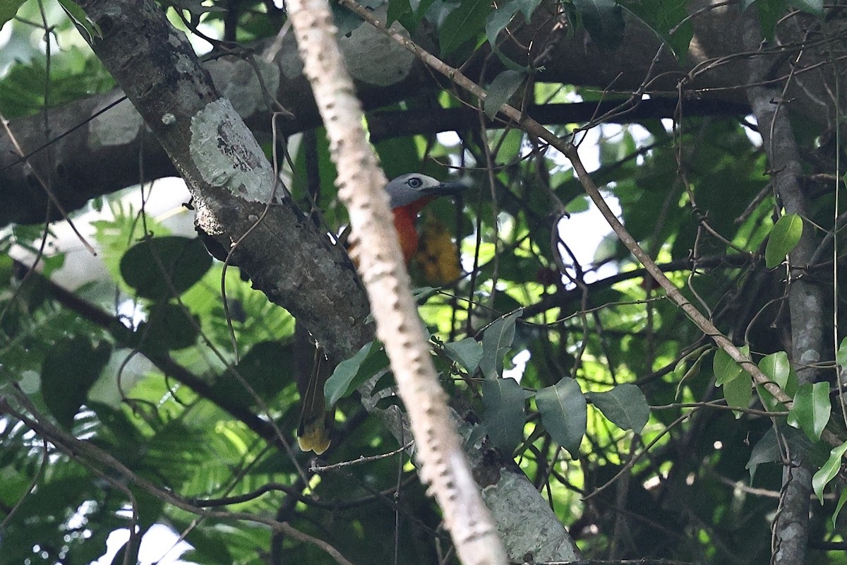 Fiery-breasted Bushshrike - ML632486534
