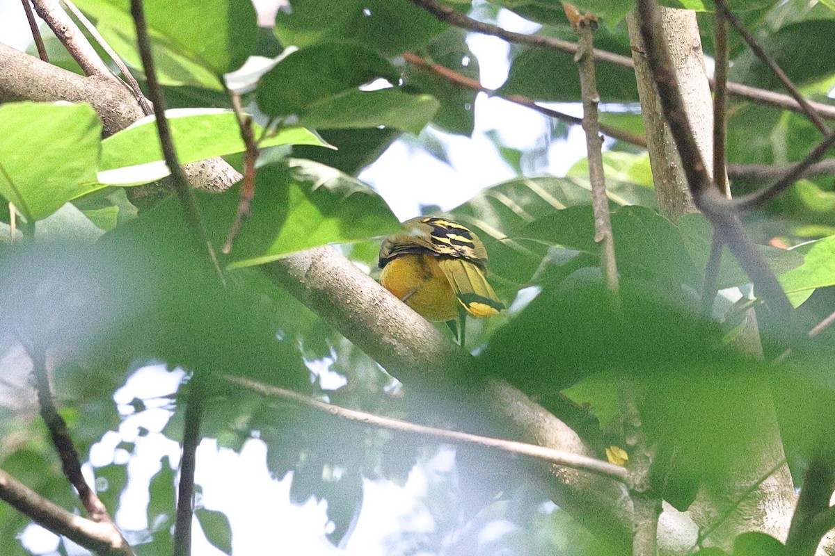 Fiery-breasted Bushshrike - ML632486538