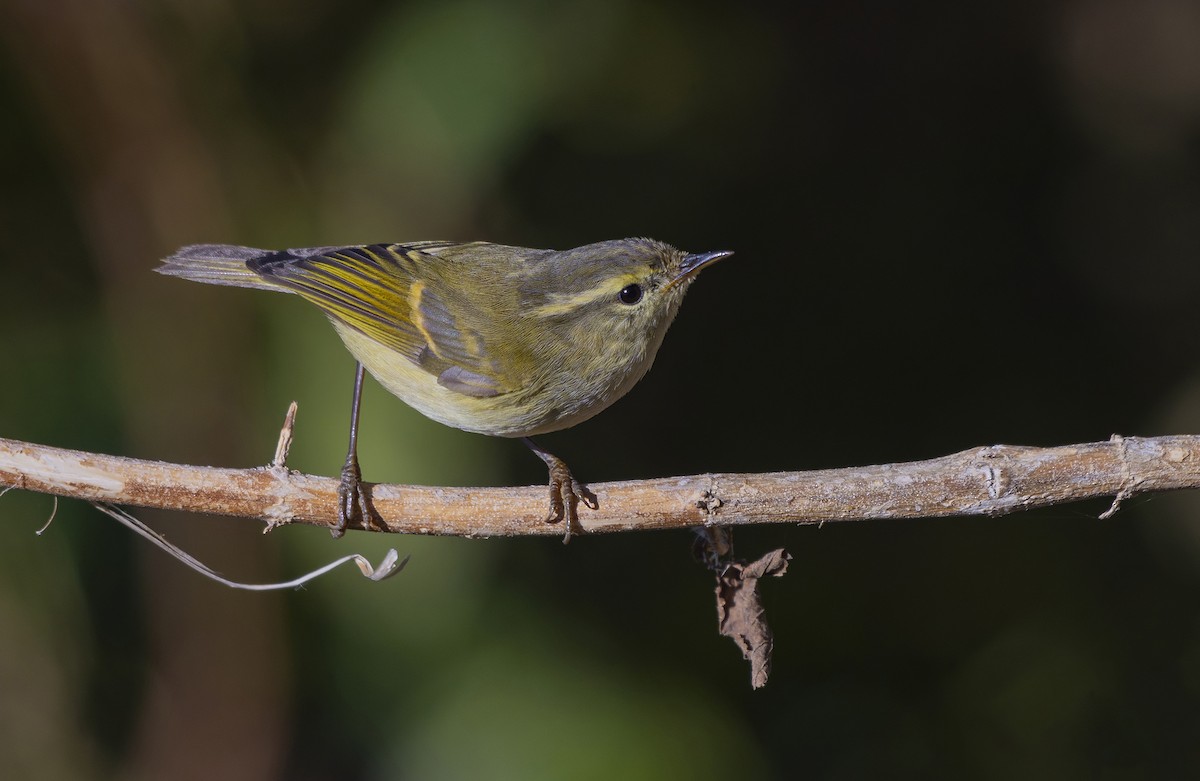 Mosquitero Elegante - ML632486551