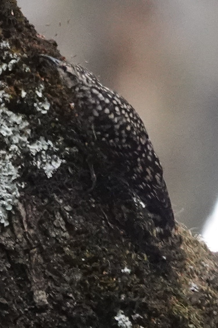 African Spotted Creeper - ML632486571