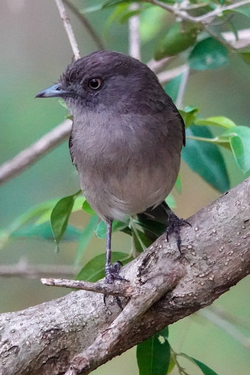 Abyssinian Slaty-Flycatcher - ML632486581