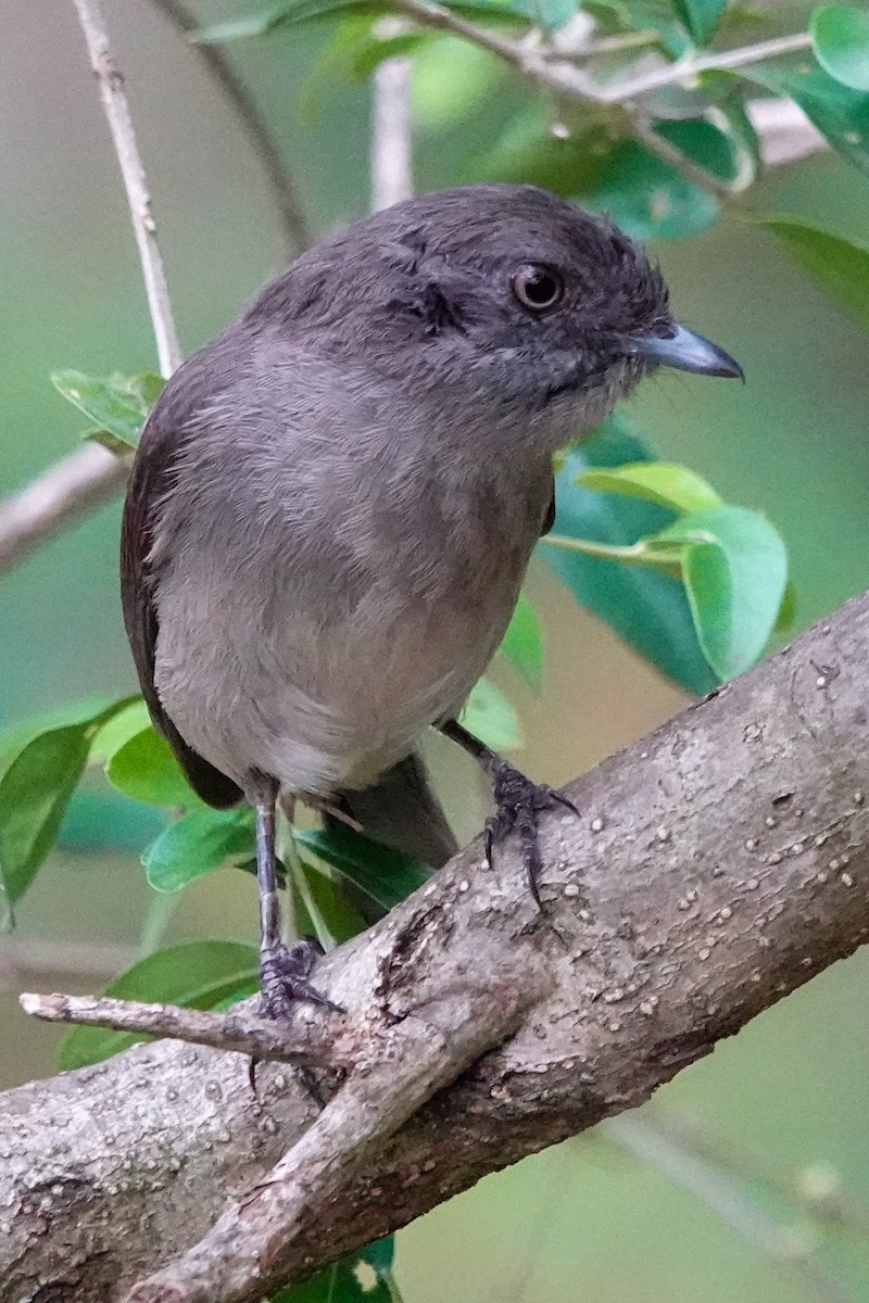 Abyssinian Slaty-Flycatcher - ML632486582