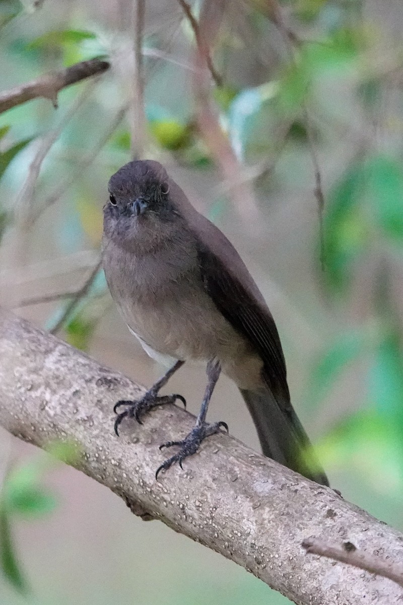 Abyssinian Slaty-Flycatcher - ML632486583