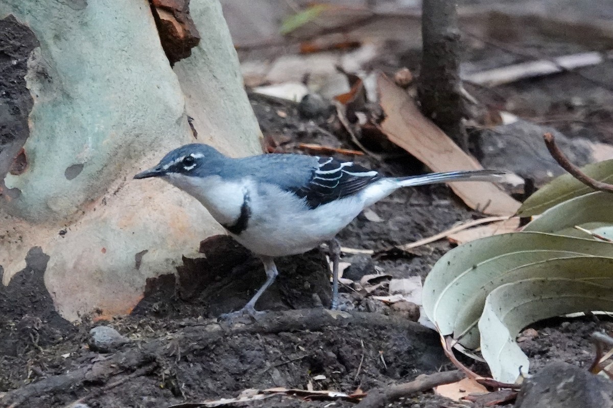 Mountain Wagtail - ML632486590