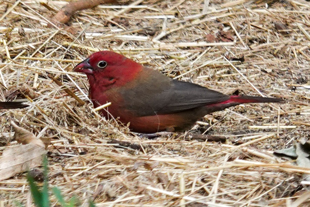 African Firefinch - ML632486605
