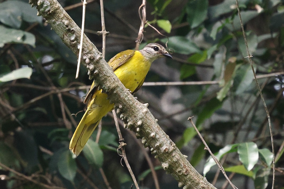 Red-shouldered Cuckooshrike - ML632486627