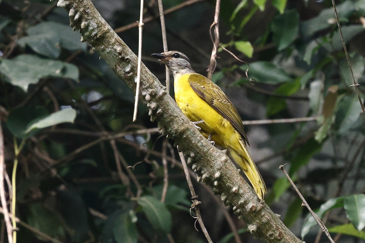 Red-shouldered Cuckooshrike - ML632486628