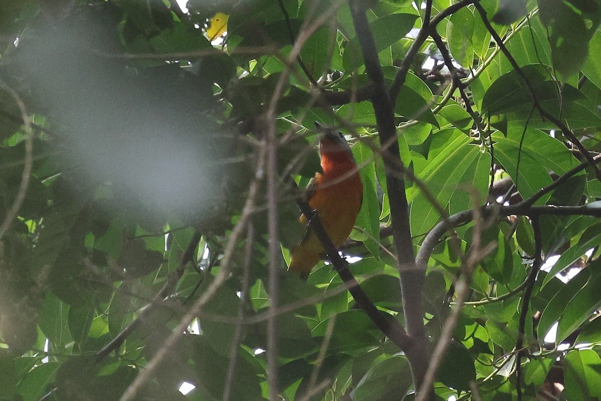 Fiery-breasted Bushshrike - ML632486670