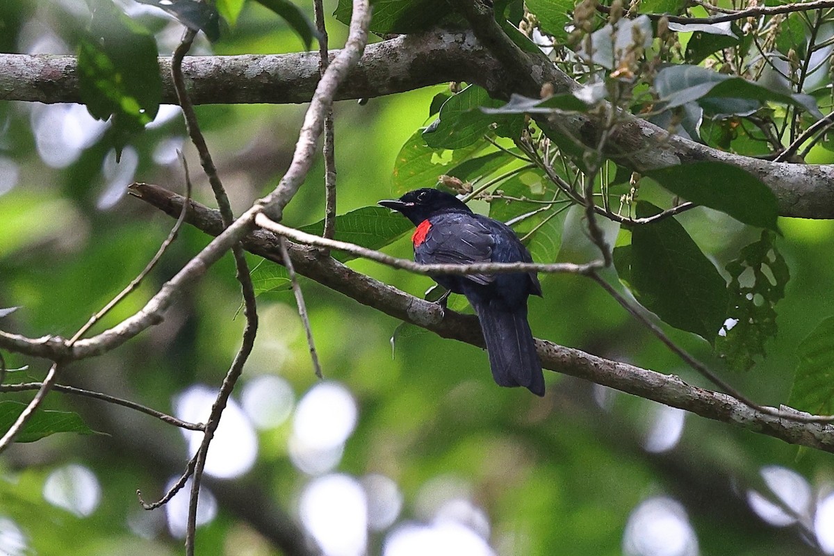 Red-shouldered Cuckooshrike - ML632486701