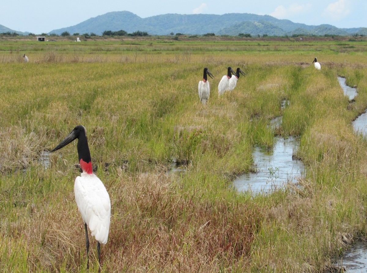 Jabiru - ML63248671