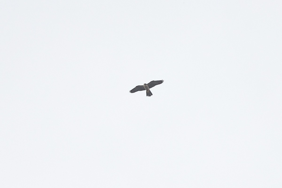 Peregrine Falcon (African) - ML632486791