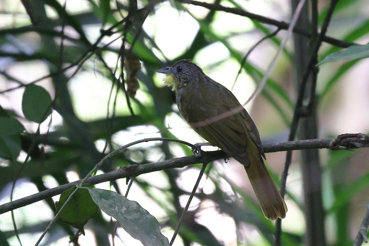 Western Bearded-Greenbul - ML632486802