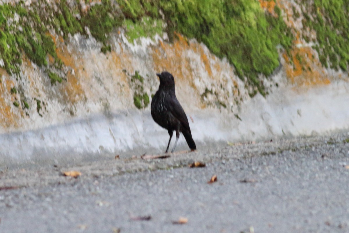 Bornean Whistling-Thrush - ML632486829