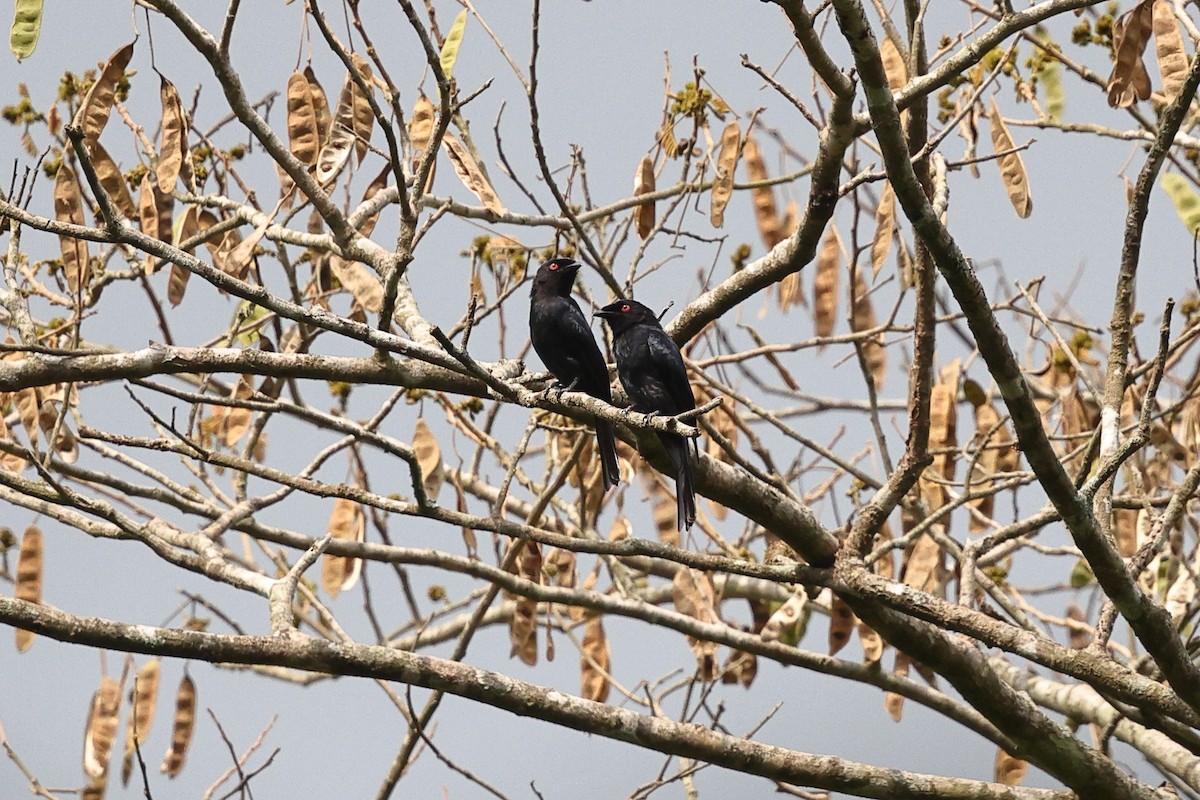 Sharpe's Drongo (Western) - ML632486902