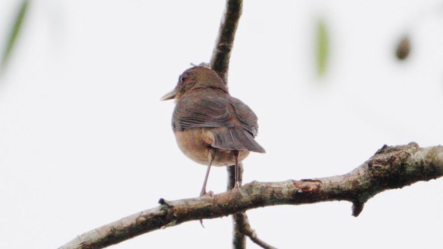 Clay-colored Thrush - ML632486941